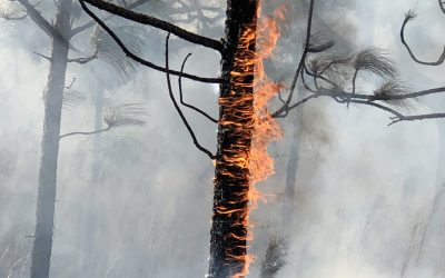 Peligros que amenazan los bosques catalanes