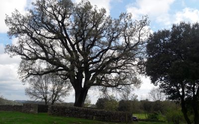 Tree anatomy for timber engineering