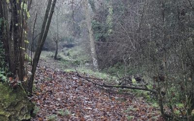 ¿Cómo hacer gestión forestal en Cataluña?