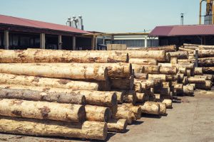 Industrial wood working factory with tree trunks ready to be cut.
