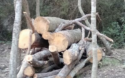 Comprender la madera