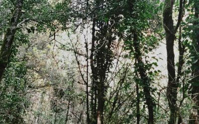 Impacto Medioambiental en la Construcción