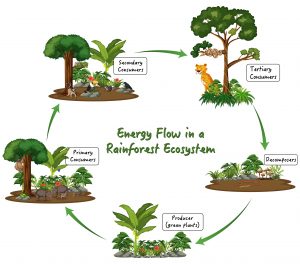 Strategic diagram of Catalan bioeconomy and territorial resilience by Maria Fernandez Alonso