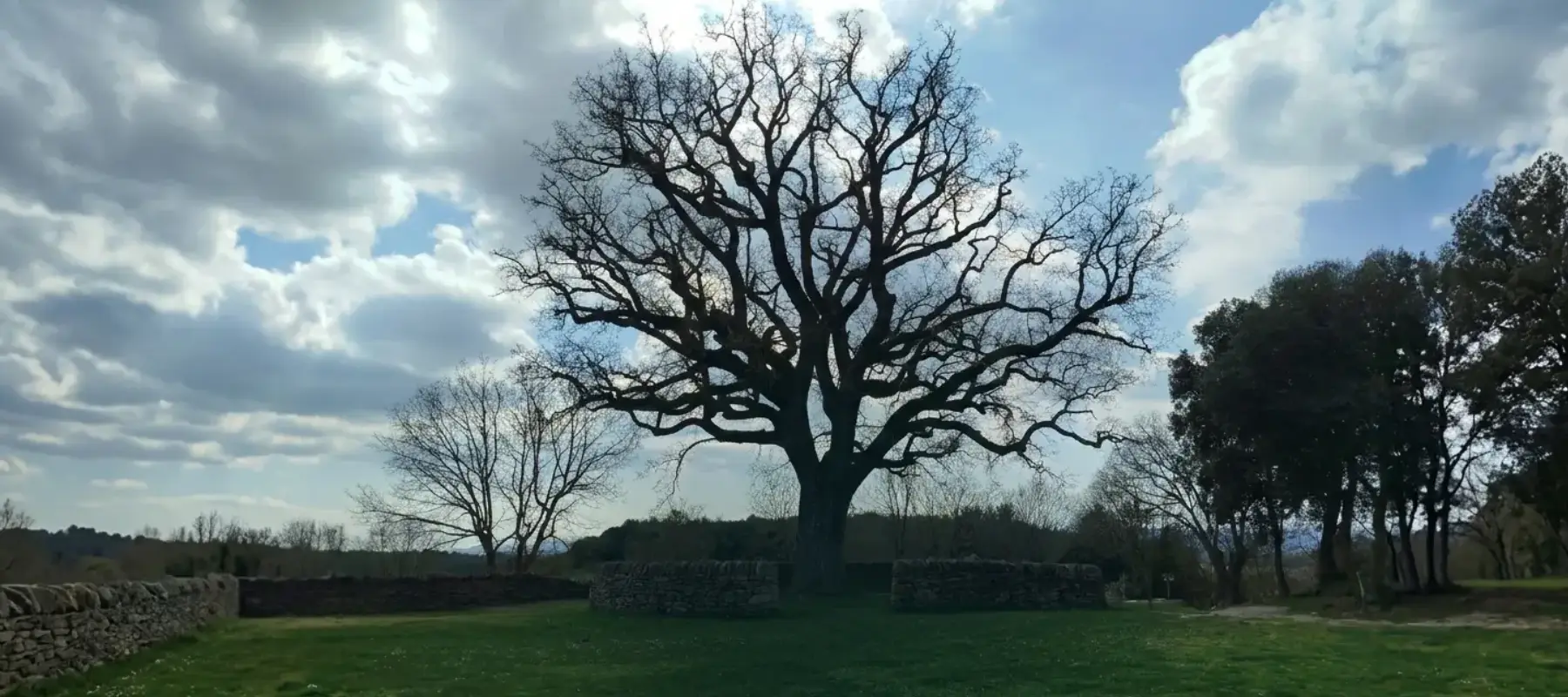 A majestic, ancient oak tree with a wide, intricate branch canopy stands as a central focal point in a green meadow, framed by traditional dry-stone walls and a soft, clouded sky, symbolising territorial resilience and environmental sustainability.