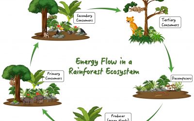 Catalan Bioeconomy and Territorial Resilience